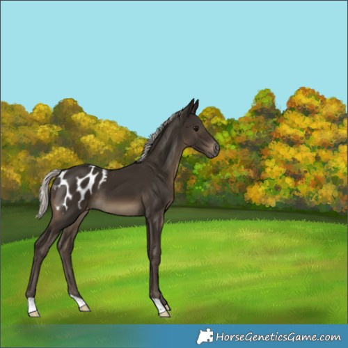 Horse Color:Gray Silver Smoky Black Appaloosa