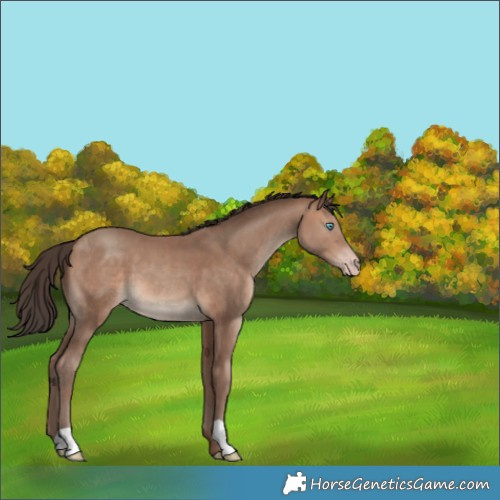 Horse Color:Sable Champagne
