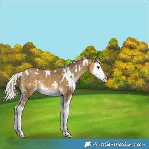 Horse Color:White Spotted Silver Sable Cream Champagne Splash Appaloosa 