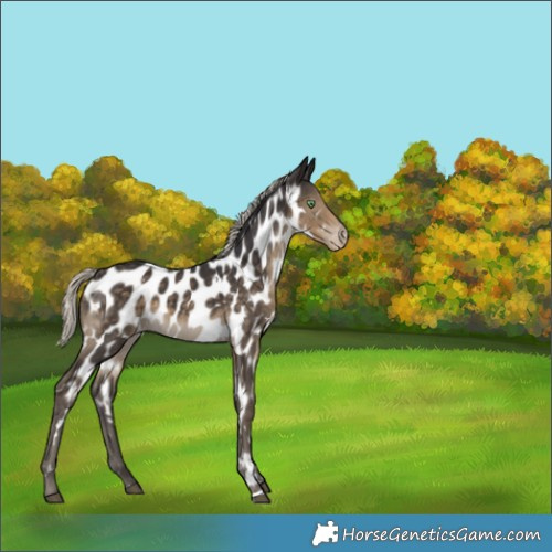 Horse Color:White Spotted Silver Smoky Black Appaloosa 
