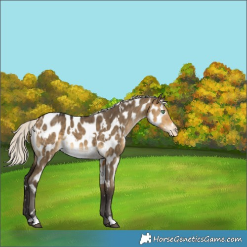 Horse Color:White Spotted Silver Buckskin Dun Appaloosa Brindle
