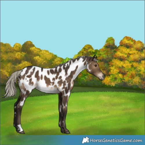 Horse Color:Gray White Spotted Silver Brown Dun Appaloosa Brindle