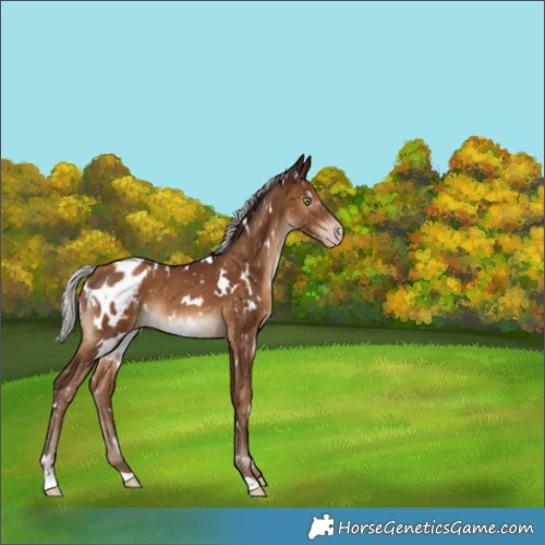 Horse Color:Gray White Spotted Silver Sable Champagne Appaloosa 