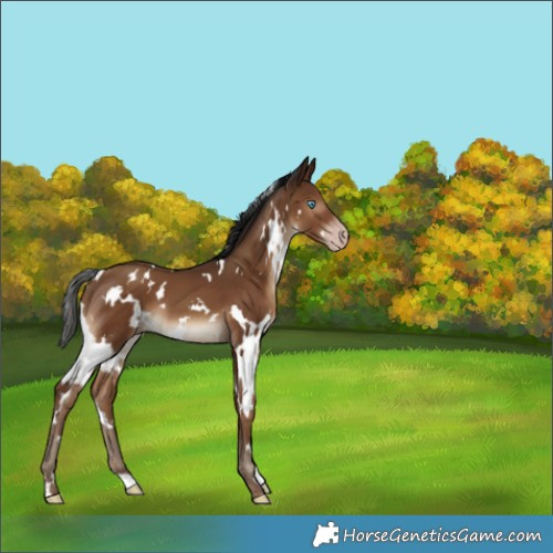 Horse Color:Gray White Spotted Classic Champagne