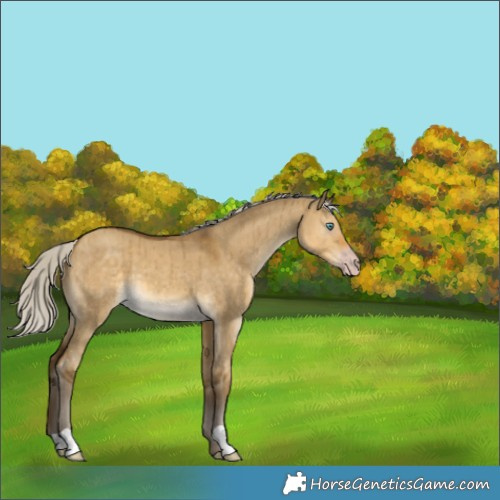 Horse Color:Gray Silver Classic Cream Champagne Dun Brindle 
