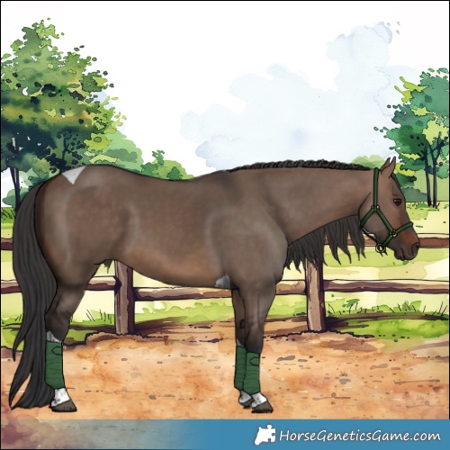 Horse Color:Brown Dun Tobiano