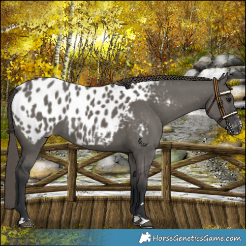 Horse Color:Grullo Appaloosa 