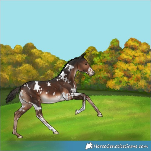 Horse Color:White Spotted Liver Chestnut 