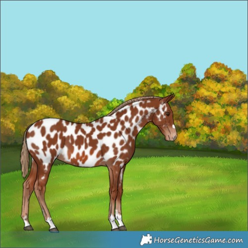 Horse Color:Chestnut Appaloosa 