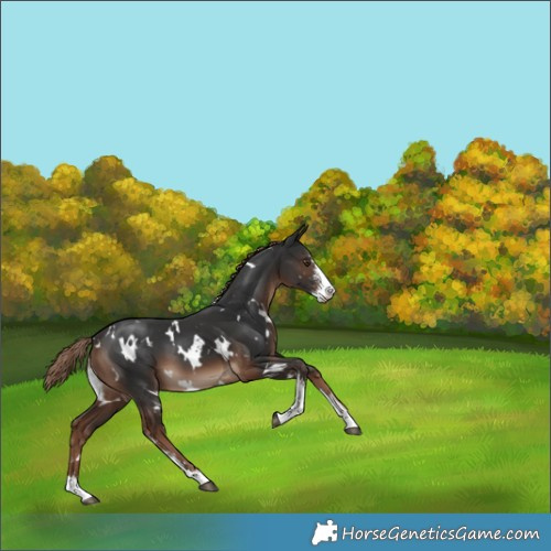 Horse Color:White Spotted Liver Chestnut Sabino