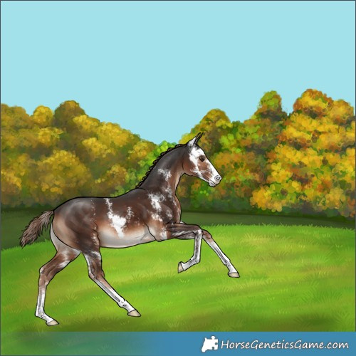 Horse Color:Liver Chestnut Sabino 