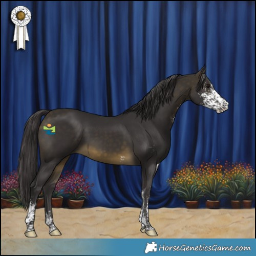 Horse Color:Buckskin Sabino 