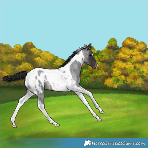 Horse Color:Brown Roan Tobiano Blanket