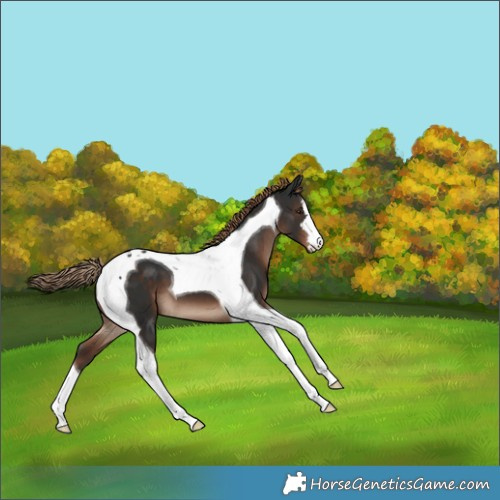 Horse Color:Liver Chestnut Tobiano 