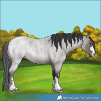 Horse Color:Grullo Roan 