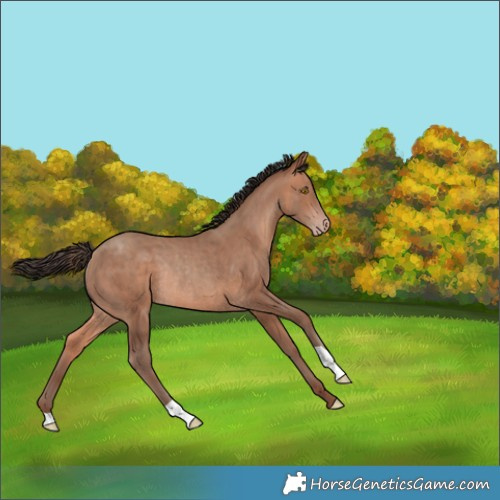 Horse Color:Sable Champagne Rabicano 