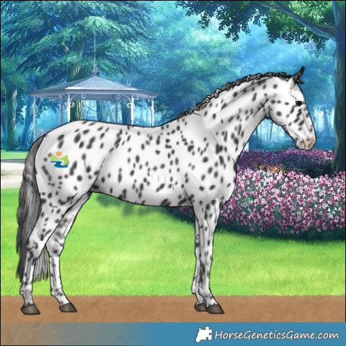 Horse Color:Black Leopard 