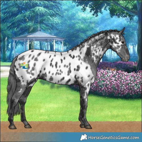 Horse Color:Black Merle Near Leopard 