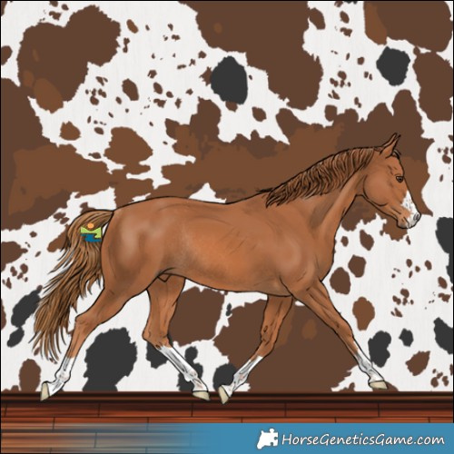 Horse Color:Chestnut Rabicano 