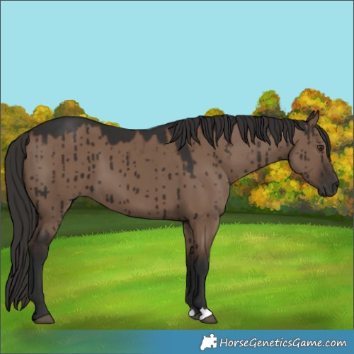 Horse Color:Liver Red Dun Brindle 