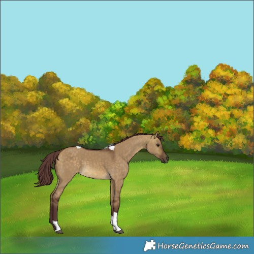 Horse Color:Chocolate Buckskin Dun Tobiano Rabicano 