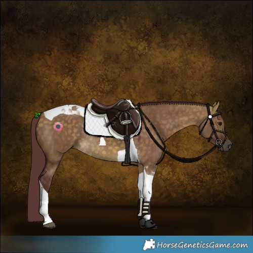 Horse Color:Chocolate Buckskin Dun Tobiano Rabicano