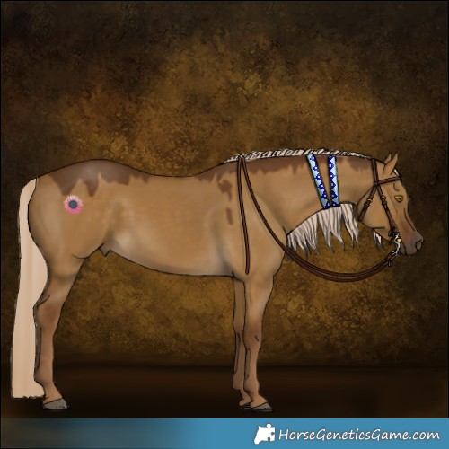 Horse Color:Chocolate Palomino Dun 