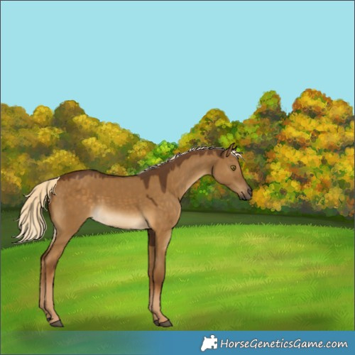 Horse Color:Chocolate Palomino Dun 