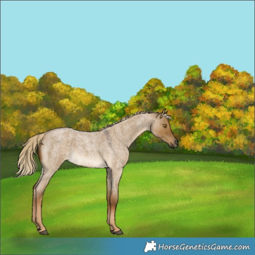 Horse Color:Chocolate Palomino Roan Dun 