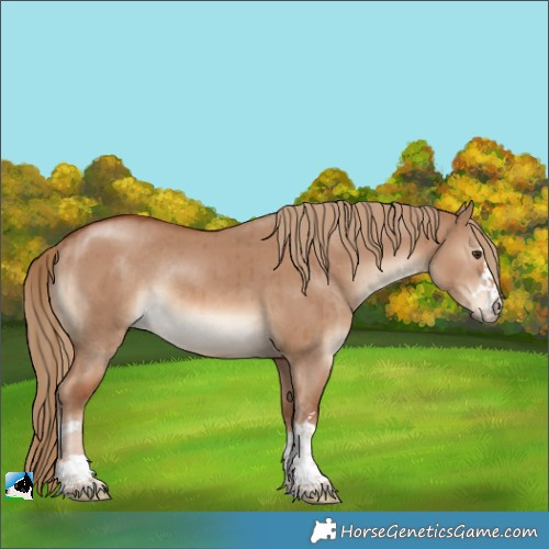 Horse Color:Red Dun Rabicano Brindle 