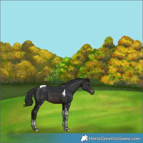 Horse Color:Brown Tobiano 