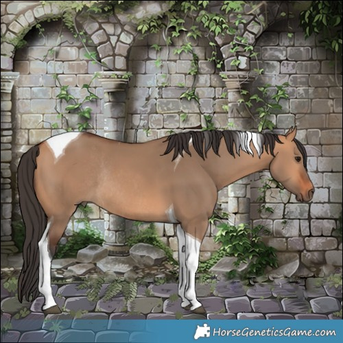 Horse Color:Bay Dun Tobiano Rabicano