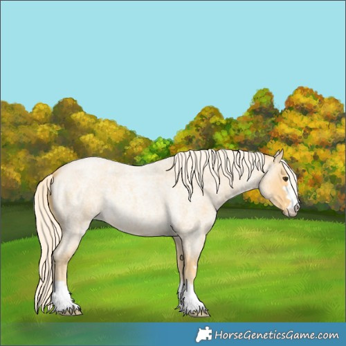 Horse Color:Palomino Roan 