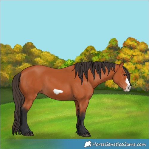 Horse Color:Bay Frame 