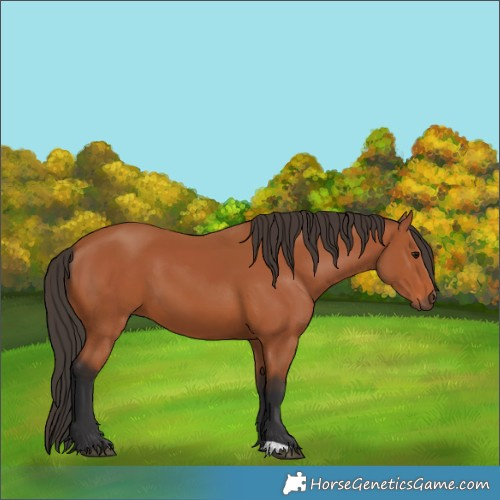 Horse Color:Bay 