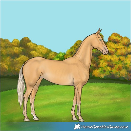 Horse Color:Gold Cream Champagne 