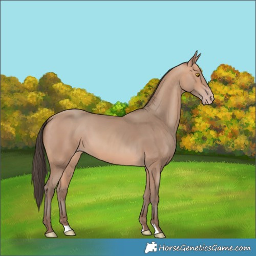 Horse Color:Amber Champagne 