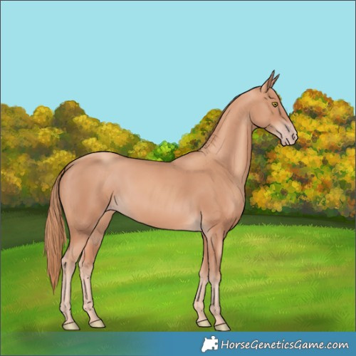 Horse Color:Gold Champagne 