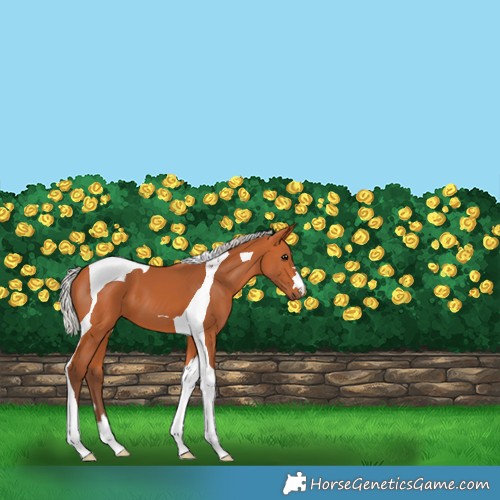 Horse Color:Silver Bay Tobiano