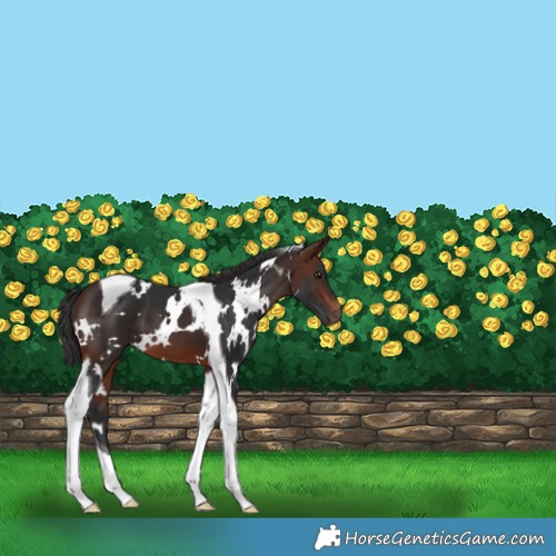 Horse Color:White Spotted Brown Tobiano 