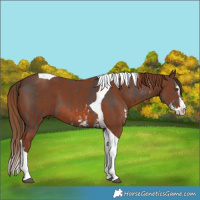 Horse Color:Liver Chestnut Sabino Tobiano and Chestnut Splash Tobiano
