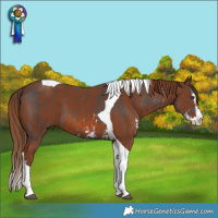 Horse Color:Liver Chestnut Sabino Tobiano  and Chestnut Splash Tobiano 
