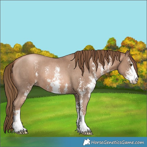 Horse Color:Liver Chestnut Pearl Sabino 