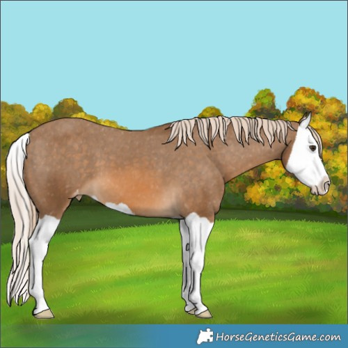 Horse Color:Chocolate Palomino Splash Appaloosa 