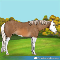 Horse Color:Chocolate Palomino Splash Varnish 