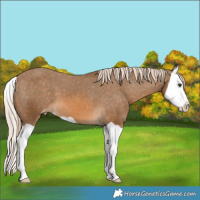 Horse Color:Chocolate Palomino Splash Varnish 