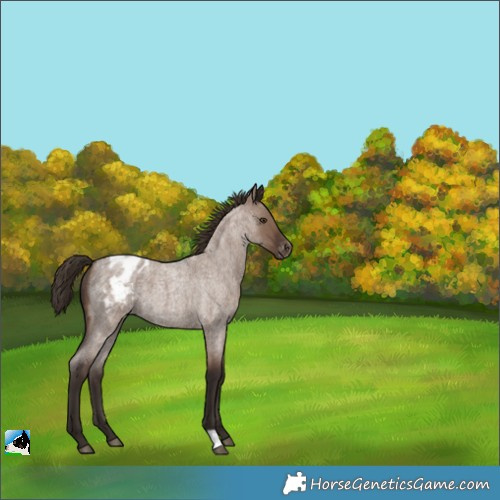 Horse Color:Liver Red Dun Roan Appaloosa 