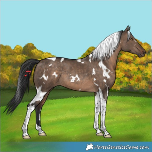 Horse Color:White Spotted Brown Dun Tobiano Rabicano