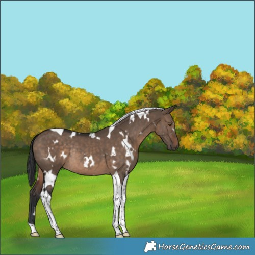 Horse Color:White Spotted Brown Dun Tobiano Rabicano 