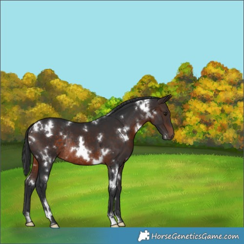 Horse Color:White Spotted Brown Rabicano 